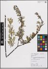 Foto von Salix eleagnos Scop.